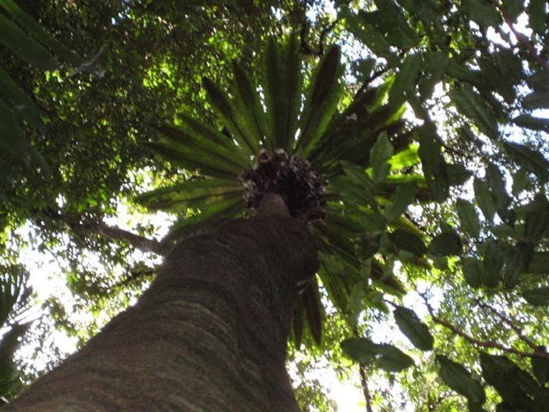 215 Mears Lane, Bellthorpe QLD 4514