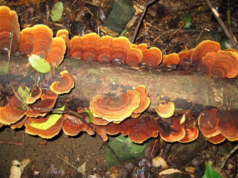 215 Mears Lane, Bellthorpe QLD 4514