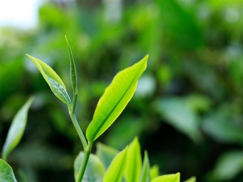 25 Cooke Road, Witta QLD 4552