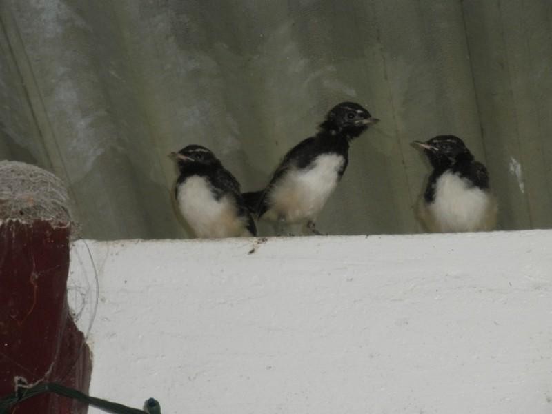 20 Hamilton Close, Mooloolah Valley QLD 4553