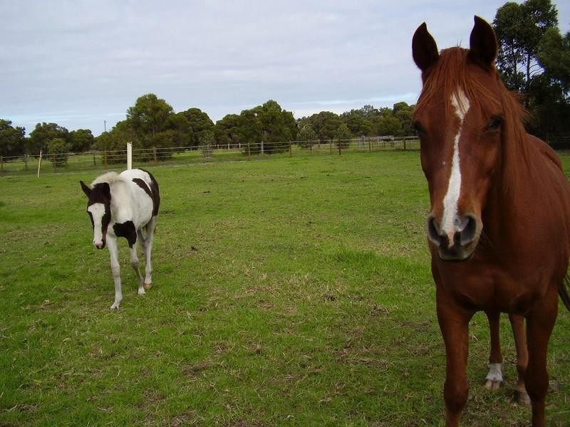 73 Lewis Road, Serpentine WA 6125