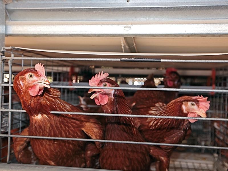 44 Tuart Road, Oakford WA 6121