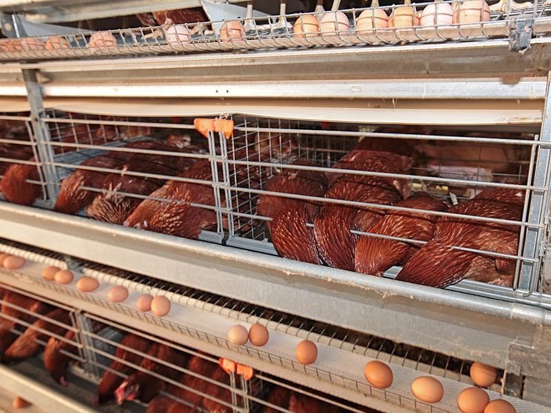 44 Tuart Road, Oakford WA 6121