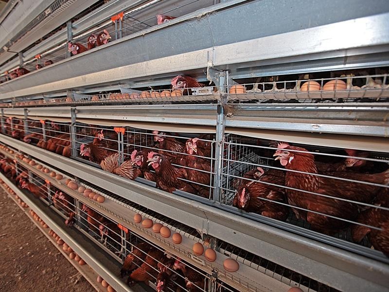 44 Tuart Road, Oakford WA 6121