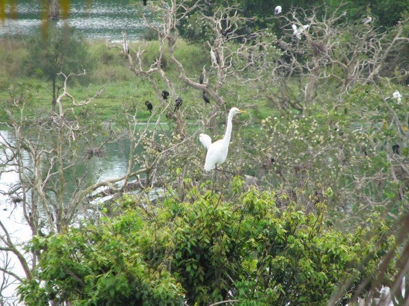 9-11 Conway Street, Lawrence NSW 2460