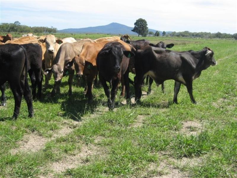 Palmers Island NSW 2463