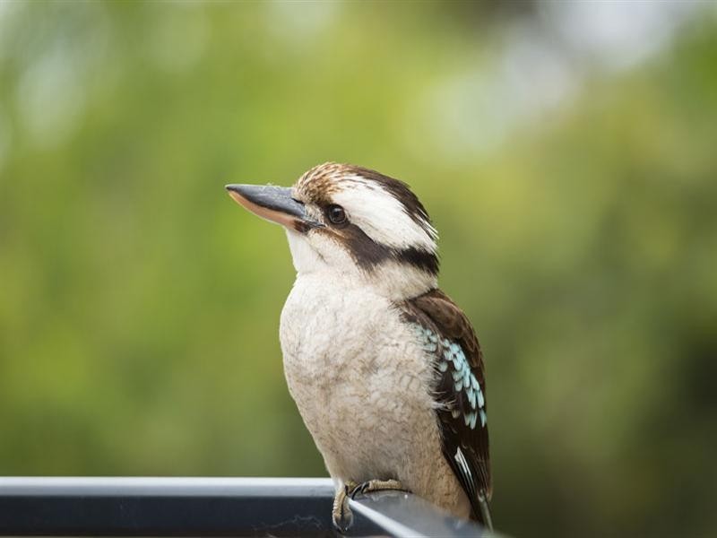 2 Harbour Lane, Middle Cove NSW 2068