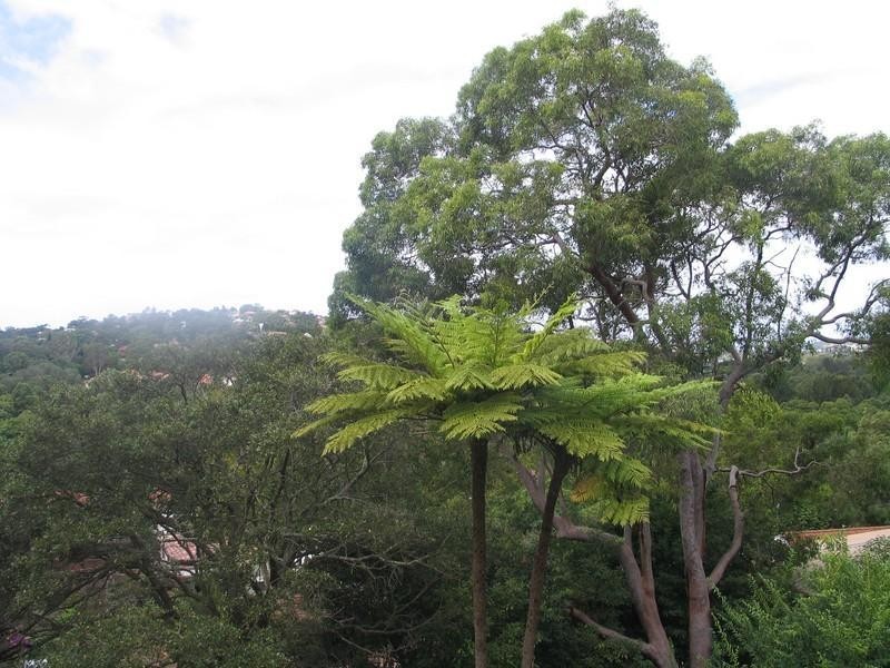 41 Smith Avenue, Allambie Heights NSW 2100