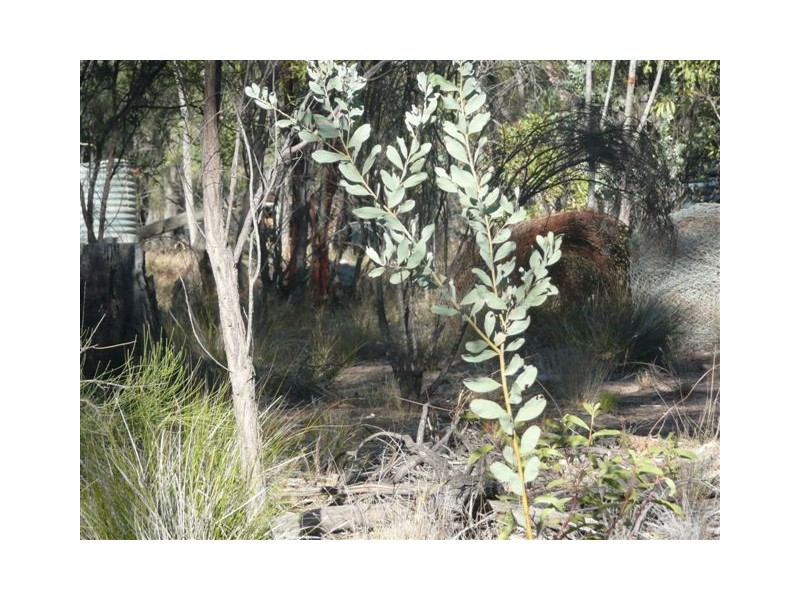 29 Vickery Road, Tara QLD 4421