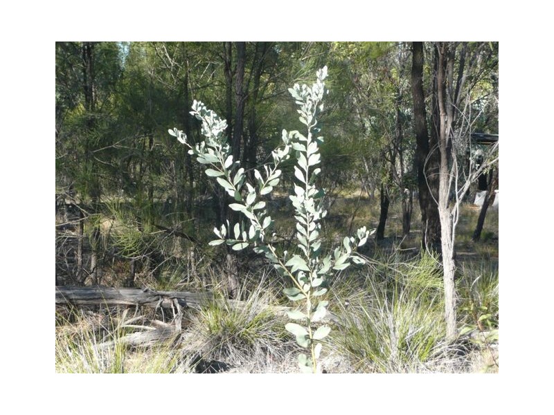 29 Vickery Road, Tara QLD 4421