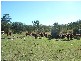 Lot 144 Reinke Road, Haden QLD 4353