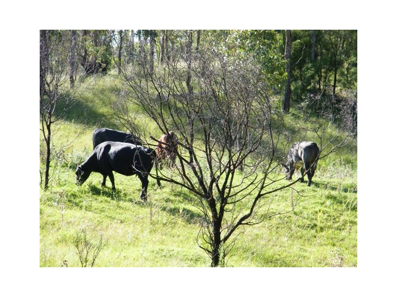 65 Jones Gully Road, Crows Nest QLD 4355