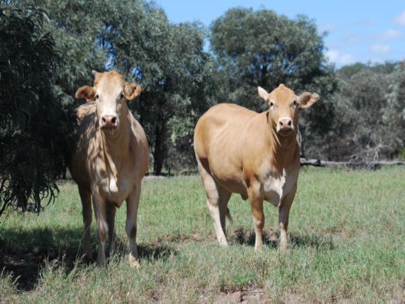 1947 Jackson Road, Wandoan QLD 4419