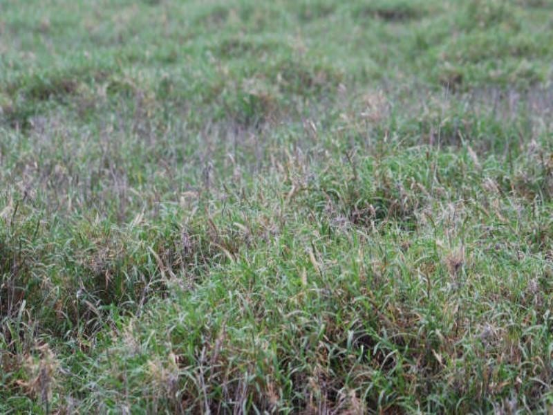 1947 Jackson Road, Wandoan QLD 4419