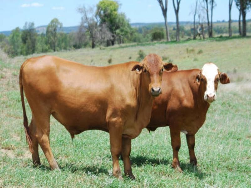 1947 Jackson Road, Wandoan QLD 4419