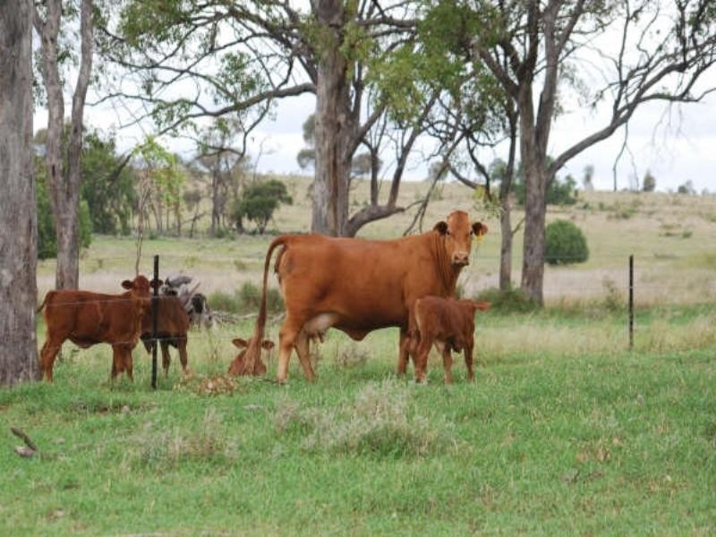 1947 Jackson Road, Wandoan QLD 4419