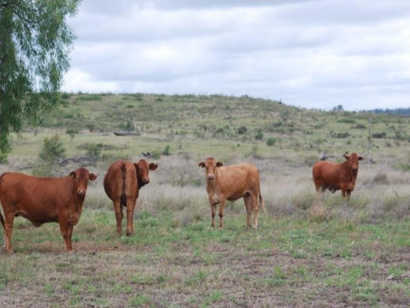 1947 Jackson Road, Wandoan QLD 4419