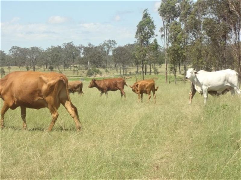 L169 Hill Road, Groomsville QLD 4352