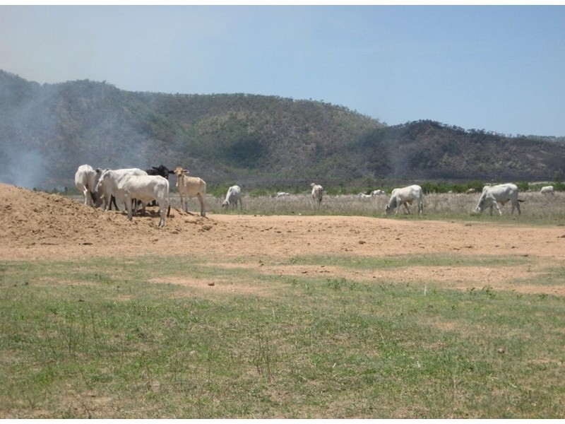 Fredericksfield QLD 4806