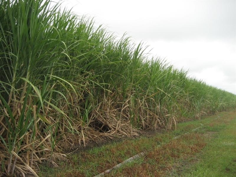 Jarvisfield QLD 4807