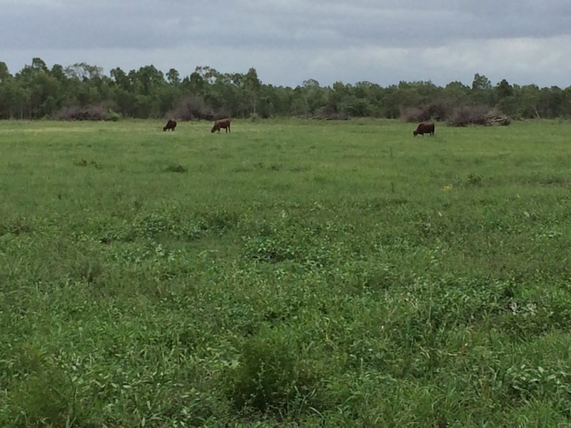 Majors Creek QLD 4816
