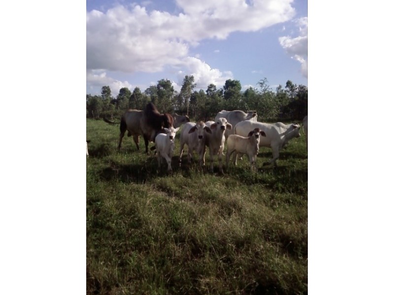 Majors Creek QLD 4816