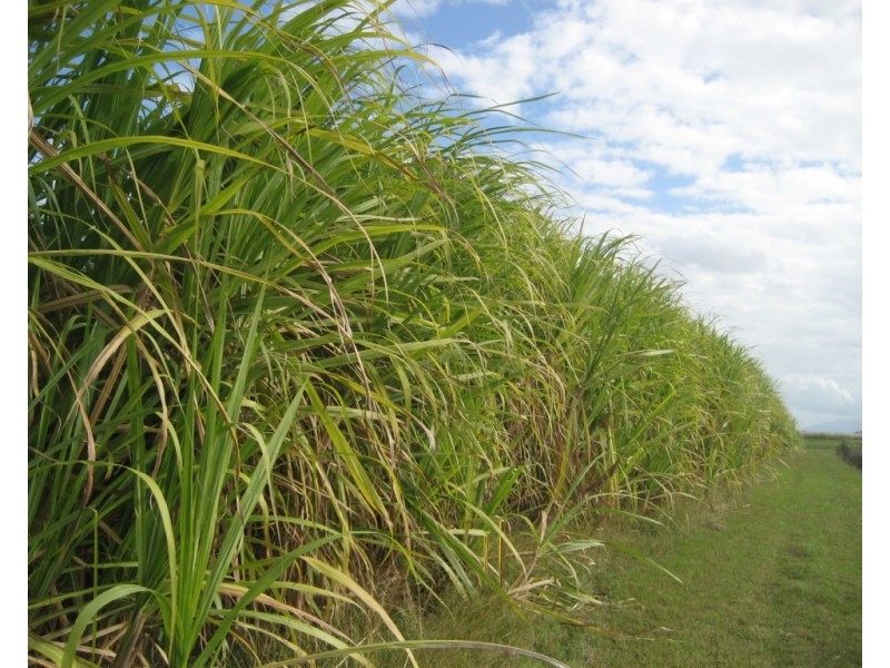 Colevale QLD 4808