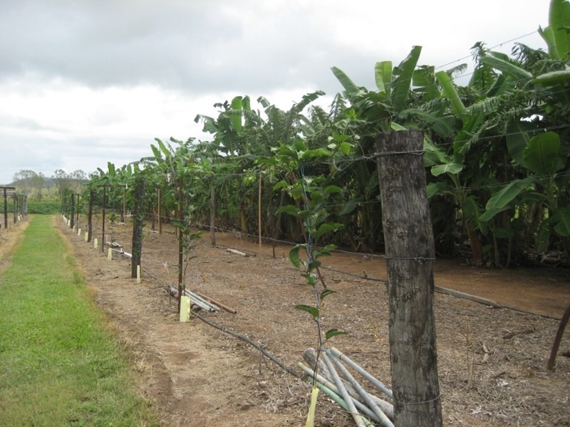 Mount Surround QLD 4809