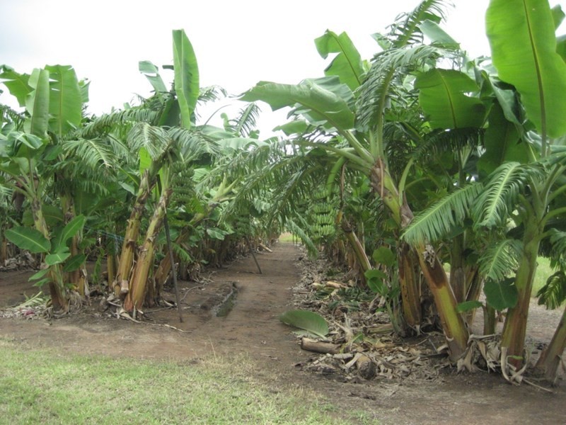 Mount Surround QLD 4809