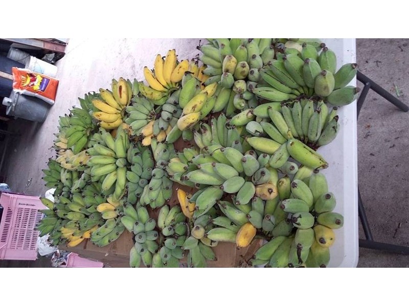 Mount Surround QLD 4809