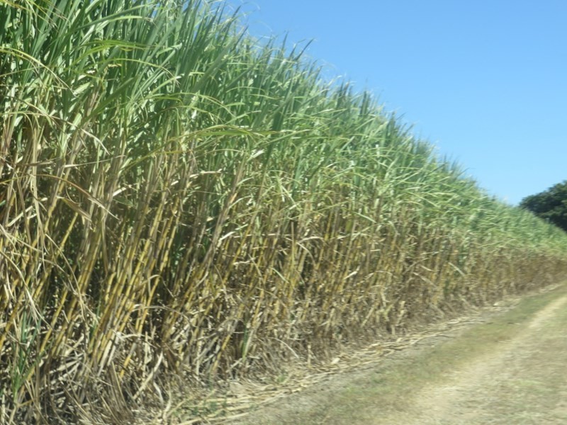 Rita Island QLD 4807