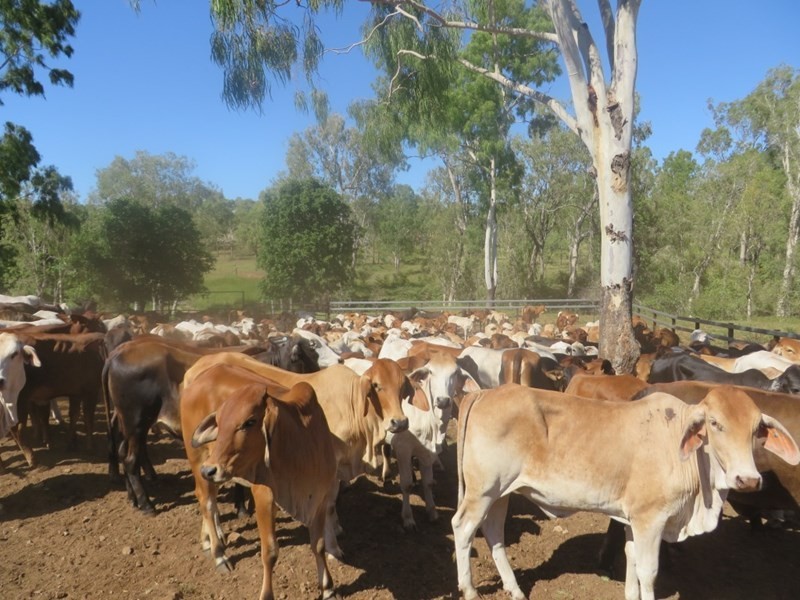 Mulgrave QLD 4807
