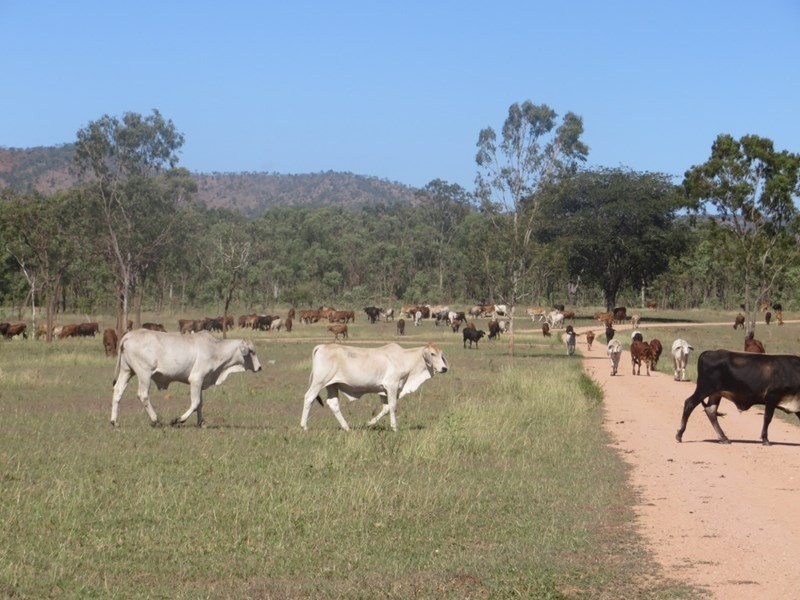 Mulgrave QLD 4807