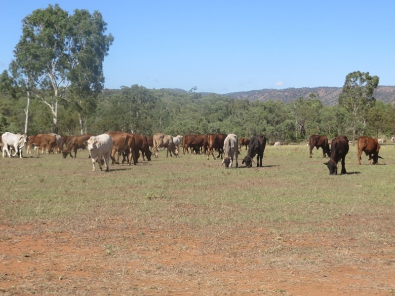 Mulgrave QLD 4807