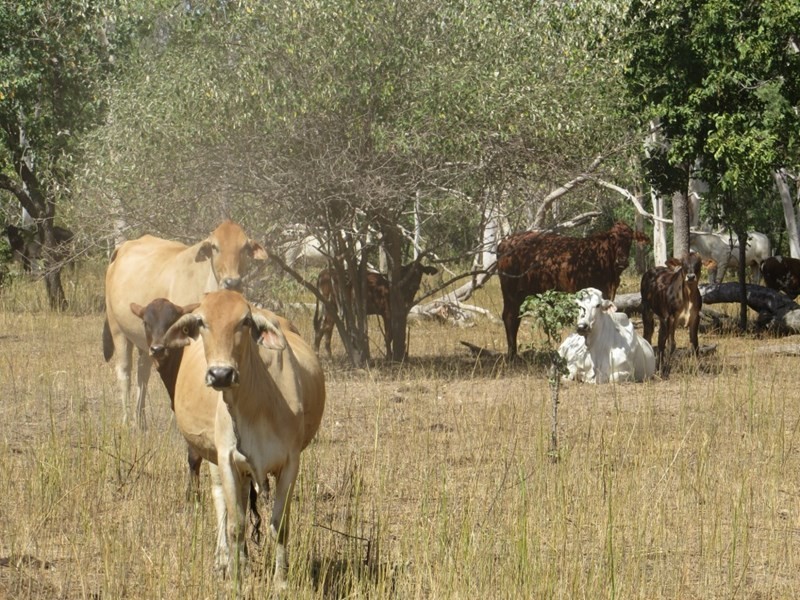 Mulgrave QLD 4807
