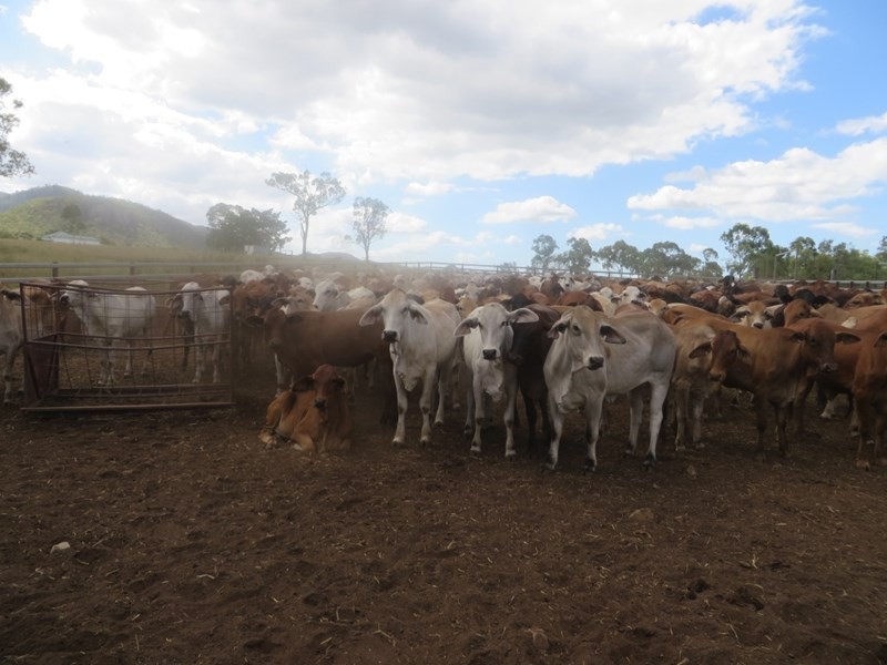 Mulgrave QLD 4807
