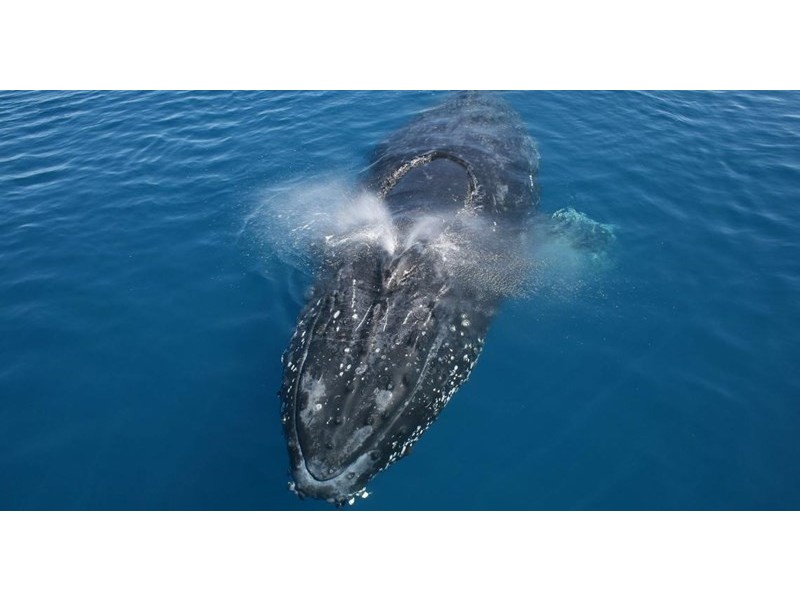 Lot 27 The Point, Cape Upstart, Gumlu QLD 4805