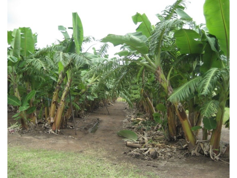 Mount Surround QLD 4809