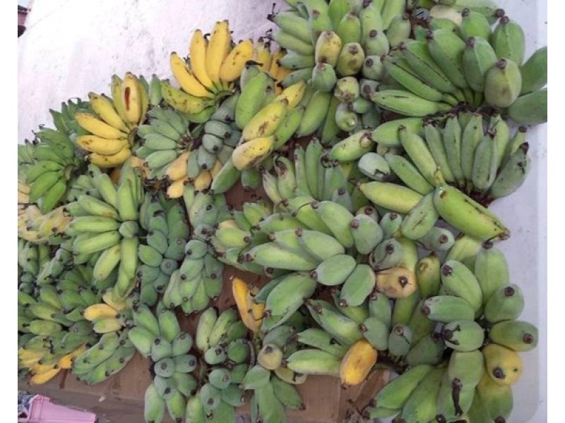 Mount Surround QLD 4809