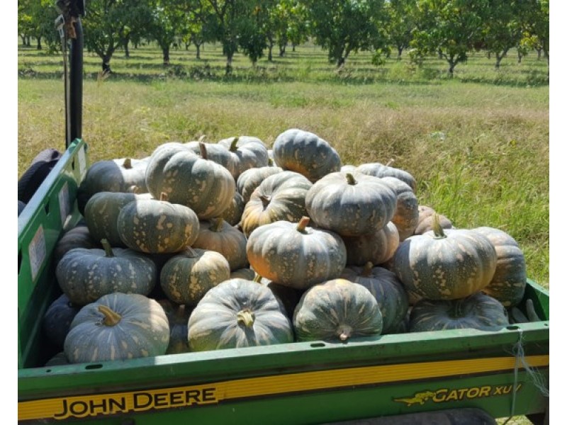 Mount Surround QLD 4809