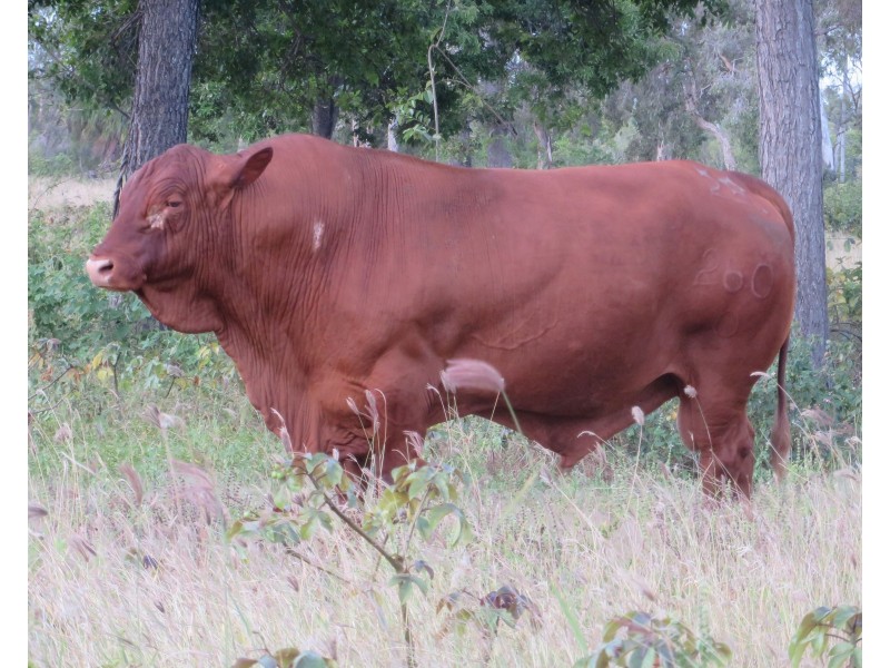 Rita Island QLD 4807