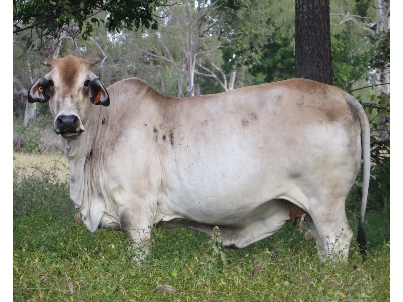 Rita Island QLD 4807