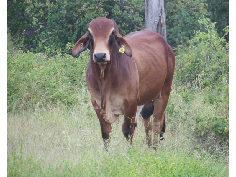 Rita Island QLD 4807