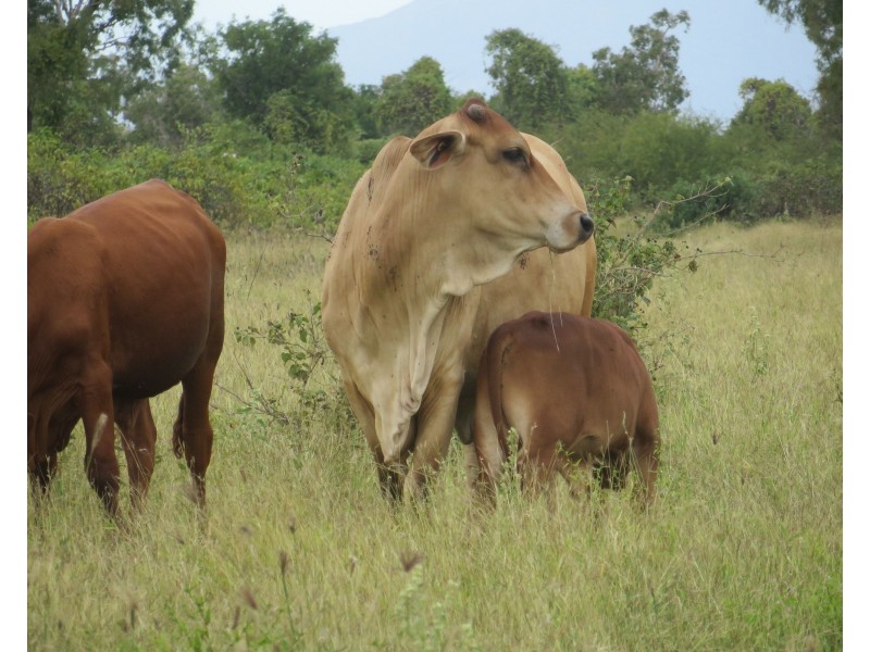 Rita Island QLD 4807