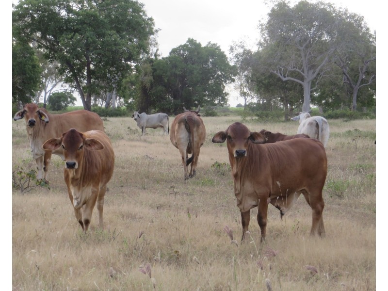 Rita Island QLD 4807