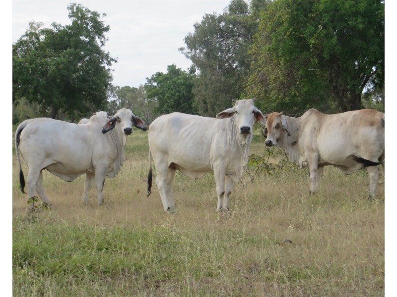 Rita Island QLD 4807