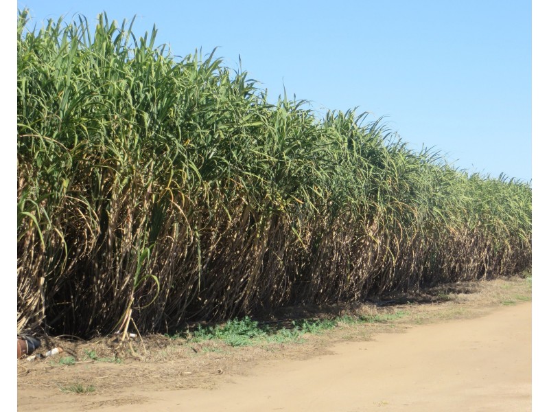 Rita Island QLD 4807