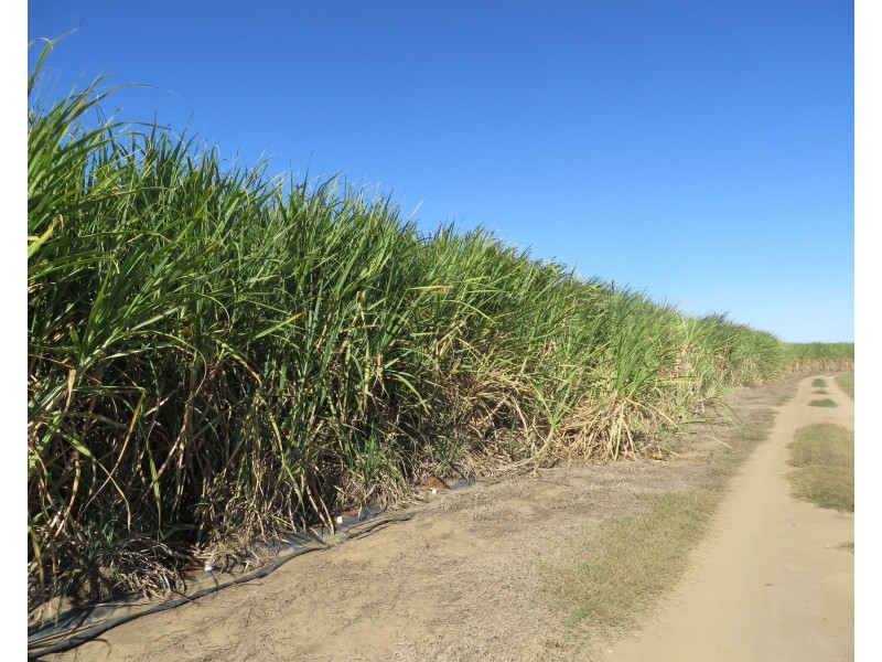 Rita Island QLD 4807