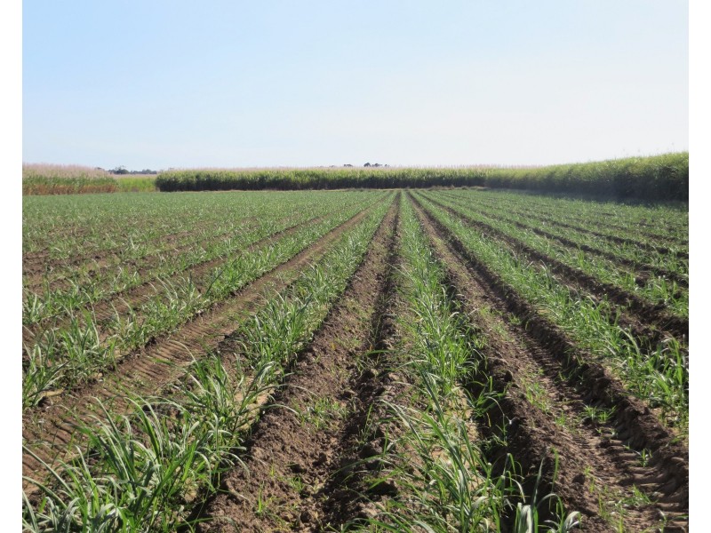 Rita Island QLD 4807