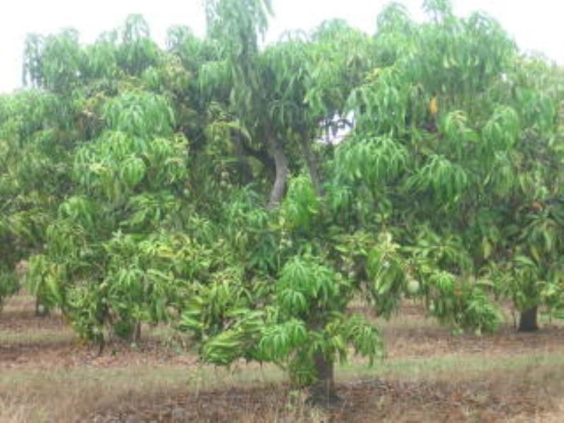 Mount Kelly QLD 4807